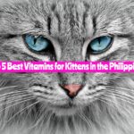 Best Vitamins for Kittens in the Philippines