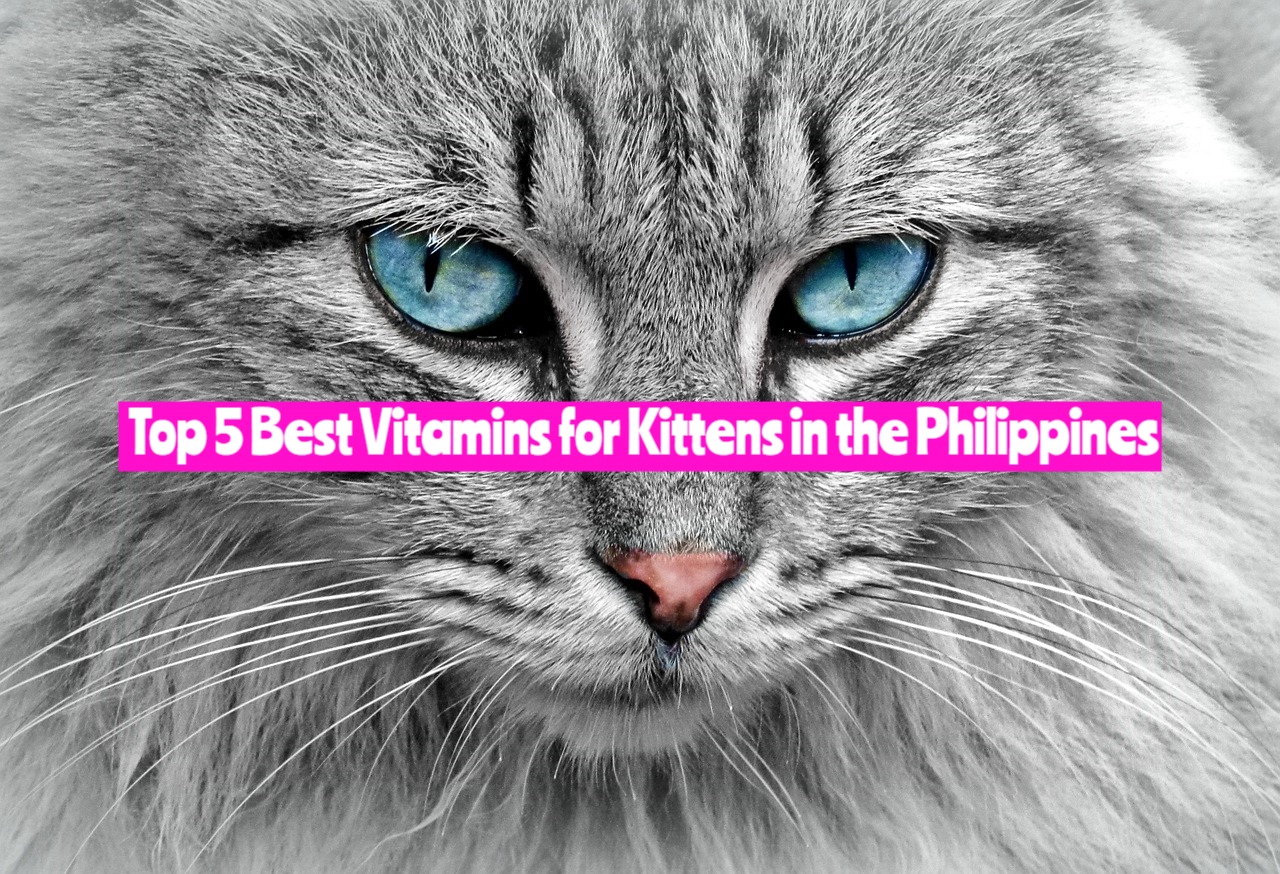 Best Vitamins for Kittens in the Philippines