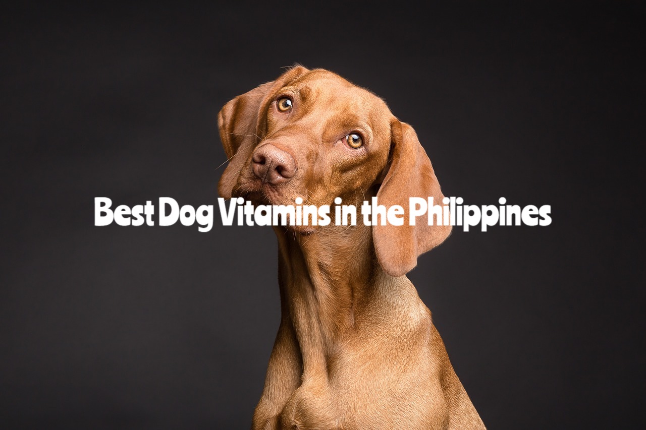 Best Dog Vitamins in the Philippines