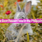 Best Rabbit Food in the Philippines