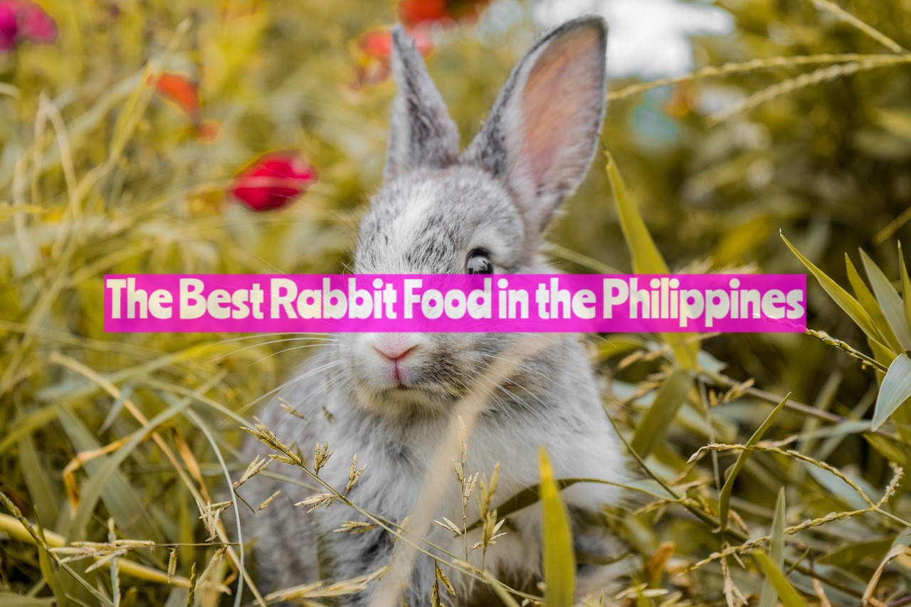 Best Rabbit Food in the Philippines