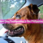 Best Dog Toothpastes in the Philippines