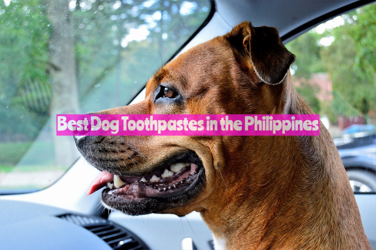 Best Dog Toothpastes in the Philippines
