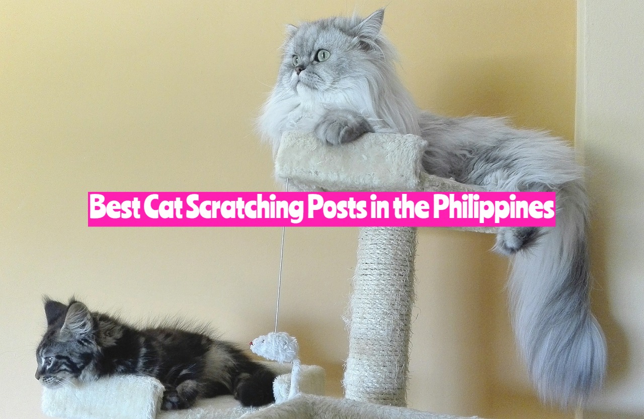 Best Cat Scratching Posts in the Philippines