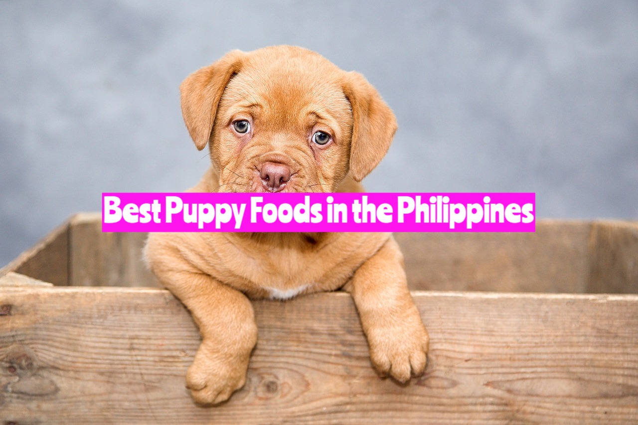 Best Puppy Foods in the Philippines