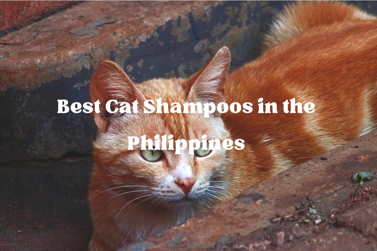 Best Cat Shampoos in the Philippines