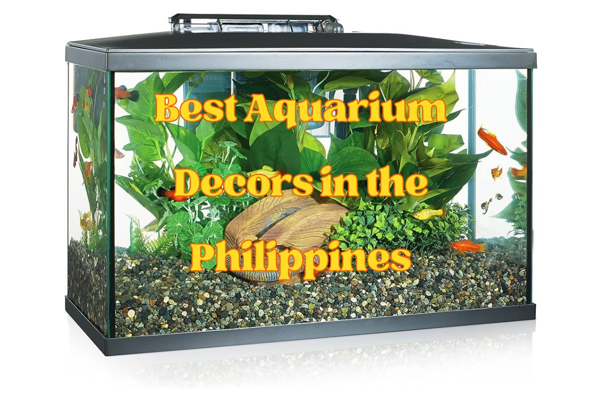 Best Aquarium Decors in the Philippines