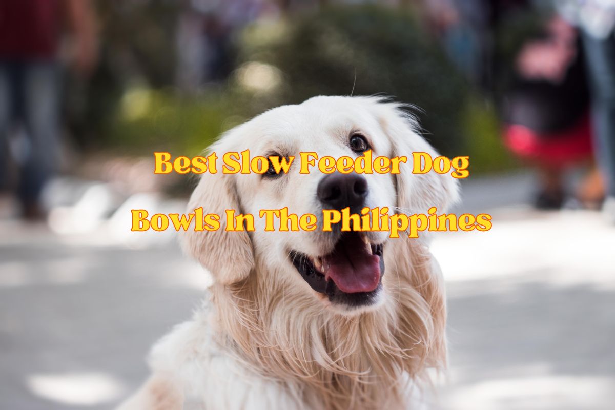 Best Slow Feeder Dog Bowls In The Philippines