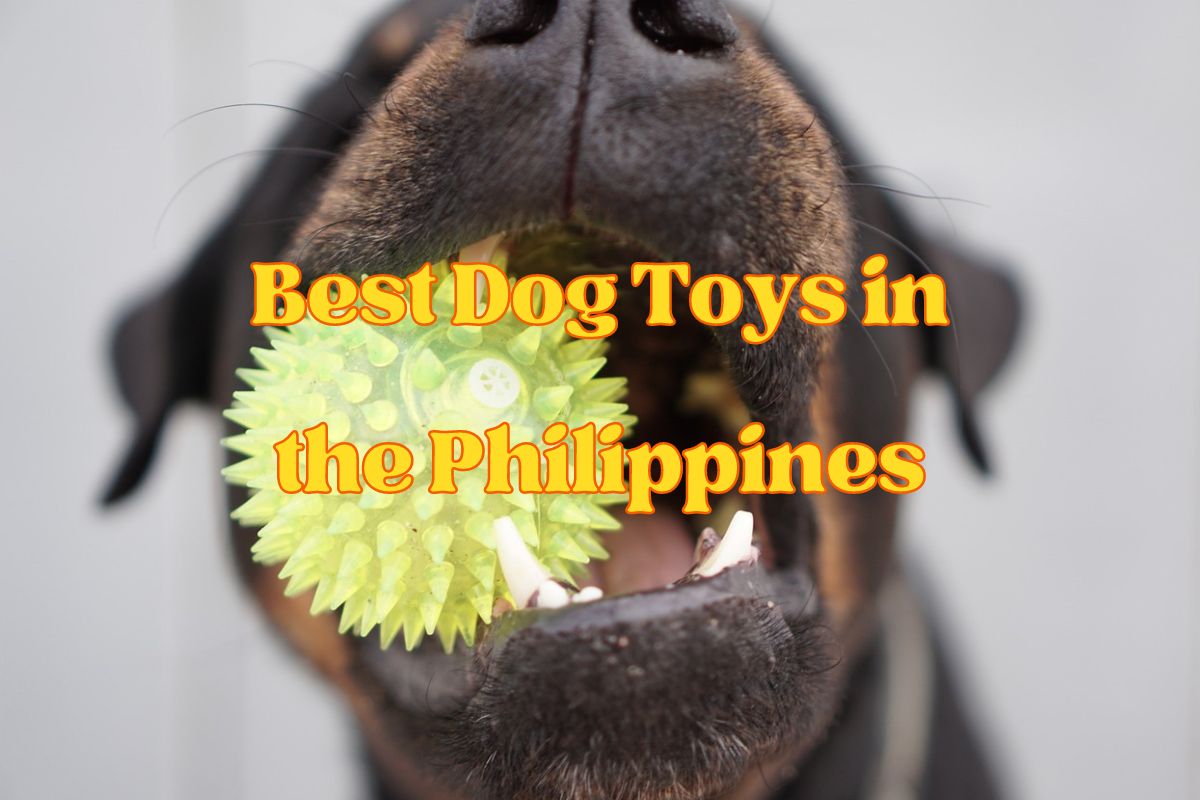 Best Dog Toys in the Philippines